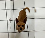 Small #2 Chihuahua