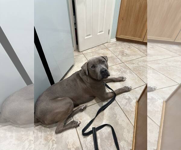 Medium Photo #3 American Pit Bull Terrier-Unknown Mix Puppy For Sale in La Verne, CA, USA
