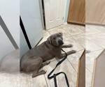 Small #2 American Pit Bull Terrier Mix