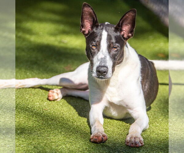 Medium Photo #2 Collie-Unknown Mix Puppy For Sale in Hilton Head, SC, USA