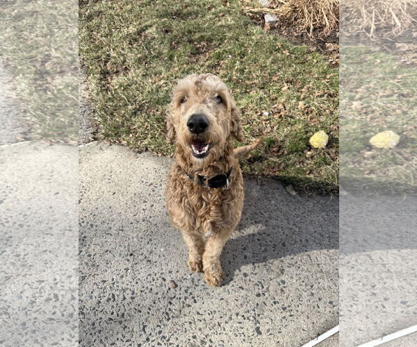 Medium Photo #4 Goldendoodle Puppy For Sale in Dumont, NJ, USA