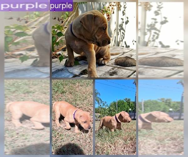 Medium Photo #4 American Pit Bull Terrier Puppy For Sale in CLEARWATER, FL, USA
