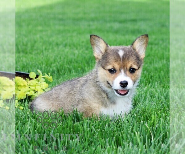 Medium Photo #4 Pembroke Welsh Corgi Puppy For Sale in PALMYRA, PA, USA