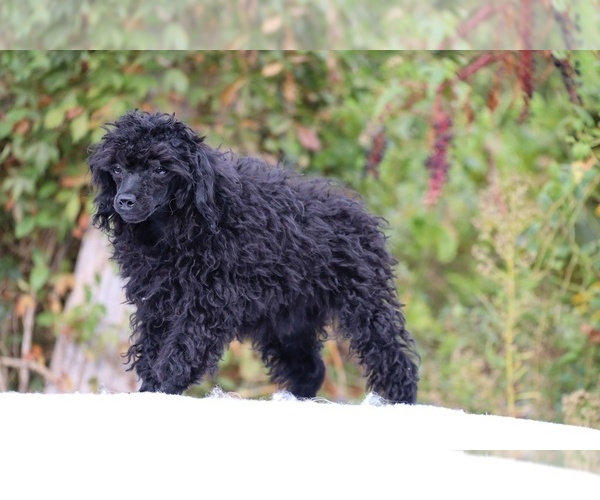 Medium Photo #26 Poodle (Toy) Puppy For Sale in DYERSBURG, TN, USA