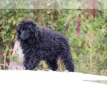 Small #25 Poodle (Toy)