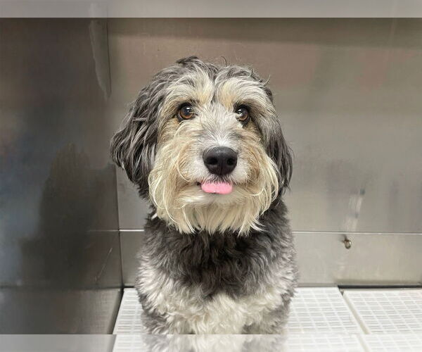 Medium Photo #2 Aussiedoodle Miniature  Puppy For Sale in St. Louis Park, MN, USA