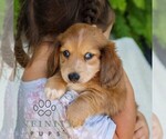 Small #5 Dachshund