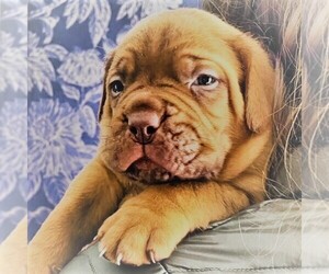 Dogue de Bordeaux Puppy for sale in East Winch, Norfolk (England), United Kingdom