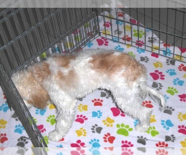 Medium Photo #15 Cavapoo-Poodle (Miniature) Mix Puppy For Sale in ORO VALLEY, AZ, USA