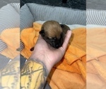 Small Photo #239 Belgian Malinois Puppy For Sale in REESEVILLE, WI, USA