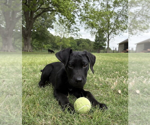 Medium Photo #4 Labrador Retriever-Unknown Mix Puppy For Sale in Boston, MA, USA