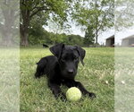 Small #3 Labrador Retriever Mix