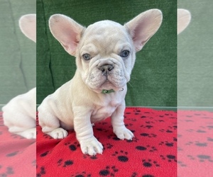 Medium French Bulldog