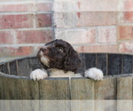 Small Photo #7 F2 Aussiedoodle Puppy For Sale in KINSTON, NC, USA
