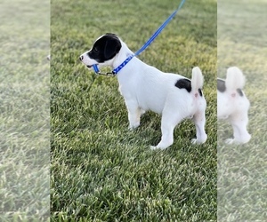 Jack Russell Terrier Puppy for sale in BELLE, MO, USA
