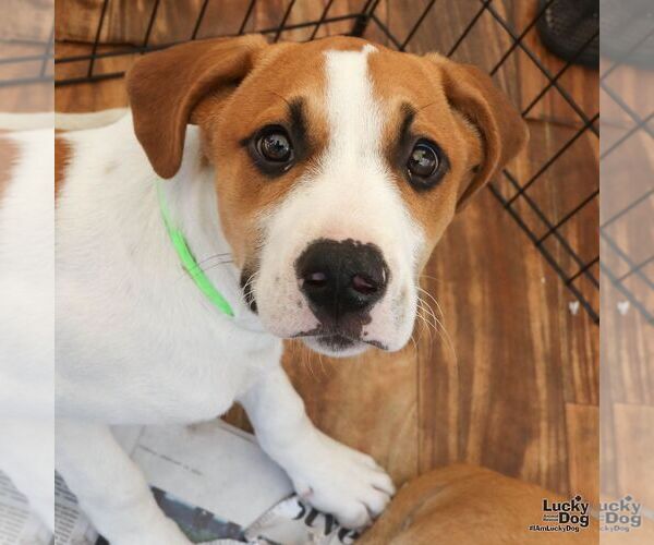 Medium Photo #4 Labrador Retriever-Unknown Mix Puppy For Sale in Washington, DC, USA