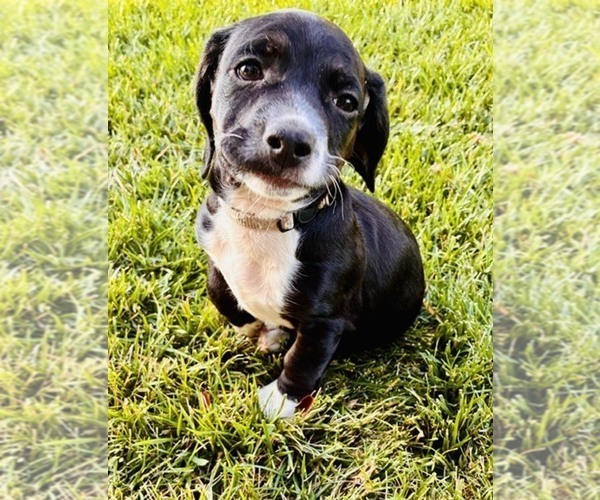 Medium Photo #3 Cocker Spaniel Puppy For Sale in IRVINE, CA, USA