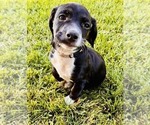 Small #2 Cocker Spaniel
