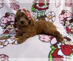 Small #2 Cavapoo (Miniature)