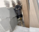 Small #2 German Shepherd Dog