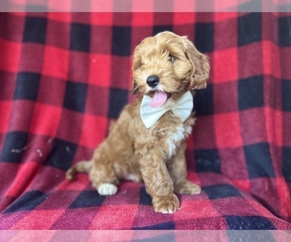 Medium Photo #5 Cock-A-Poo Puppy For Sale in LAKELAND, FL, USA
