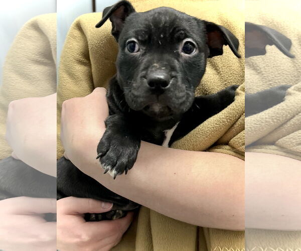Medium Photo #1 Boxer-Unknown Mix Puppy For Sale in Estherville, IA, USA