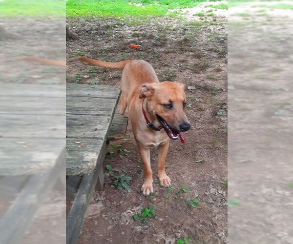 Medium Photo #1 Black Mouth Cur-Labrador Retriever Mix Puppy For Sale in Mountain View, AR, USA