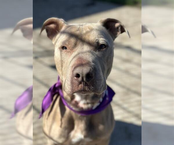 Medium Photo #3 Mutt Puppy For Sale in Elk Grove, CA, USA