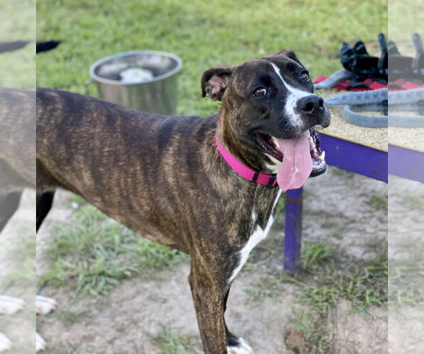 Medium Photo #2 Boxweiler Puppy For Sale in Virginia Beach, VA, USA