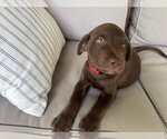 Small #3 Labrador Retriever Mix