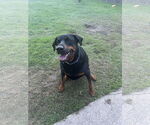 Small #4 Mutt