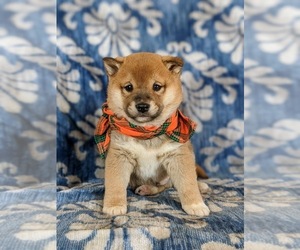 Shiba Inu Puppy for sale in ATGLEN, PA, USA