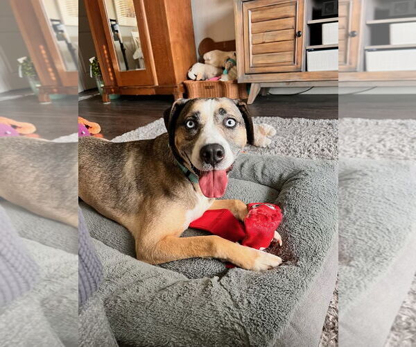 Medium Photo #2 Siberian Husky-Unknown Mix Puppy For Sale in Woodland Hills, CA, USA