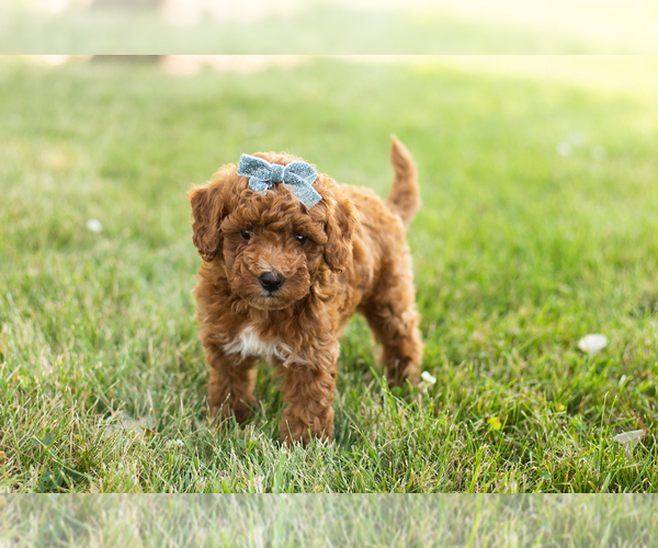 Medium Photo #1 Goldendoodle-Poodle (Miniature) Mix Puppy For Sale in BREMEN, IN, USA
