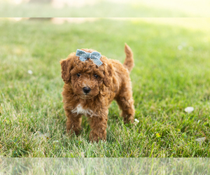 Goldendoodle-Poodle (Miniature) Mix Puppy for sale in BREMEN, IN, USA