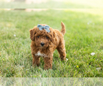 Small Goldendoodle-Poodle (Miniature) Mix
