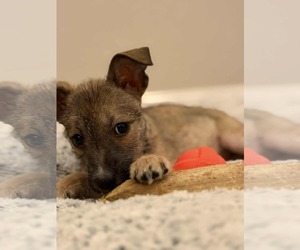 Zelle - Female Chihuahua-Unknown Mix Dog for Adoption - Photo #5