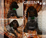 Puppy 5 German Shorthaired Pointer