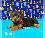 Image preview for Ad Listing. Nickname: Tiny Remi