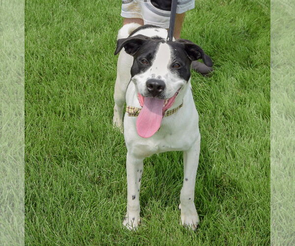 Medium Photo #3 Coonhound-Unknown Mix Puppy For Sale in Huntley, IL, USA