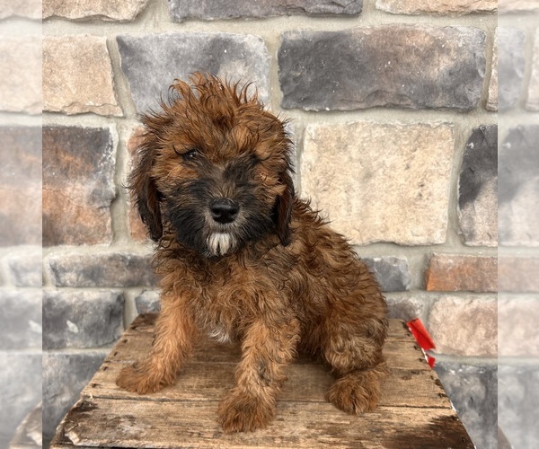 Medium Photo #5 Whoodle (Miniature) Puppy For Sale in MIDDLEBURY, IN, USA