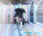 Small Photo #2 Collie-Labrador Retriever Mix Puppy For Sale in Wakefield, RI, USA