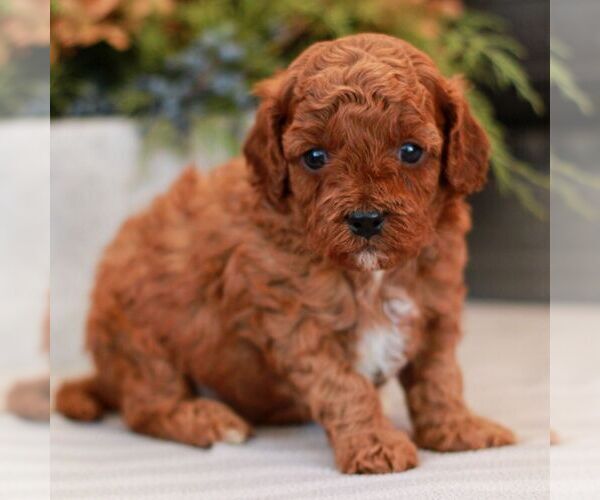 Medium Photo #6 Cavapoo (Miniature) Puppy For Sale in NARVON, PA, USA