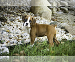 Small #1 Boxer