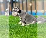 Small #2 French Bulldog