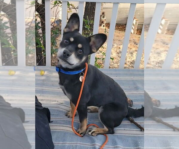 Medium Photo #2 French Bullhuahua Puppy For Sale in Salt Lake City, UT, USA