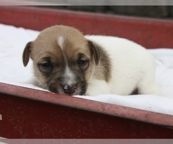 Medium Photo #2 Jack Russell Terrier Puppy For Sale in MOUNT VERNON, IL, USA