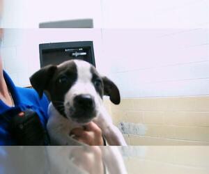 American Pit Bull Terrier-Unknown Mix Dogs for adoption in Tulsa, OK, USA