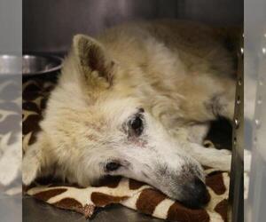 Huskies -Unknown Mix Dogs for adoption in San Antonio, TX, USA