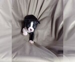 Small Photo #10 Boston Terrier Puppy For Sale in LOUISVILLE, KY, USA